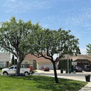 Alex's Tree Service