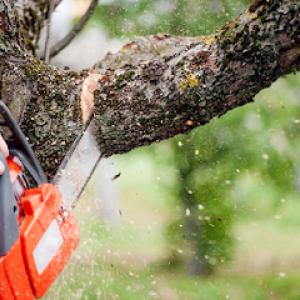 Bargain Tree Service