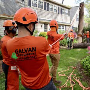 Galvan Tree Experts