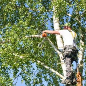 Maryland Tree Care