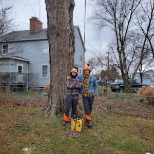 A-Grade Tree Experts