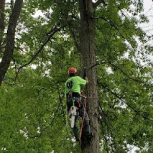Bronson Services (Tree Care Specialists)