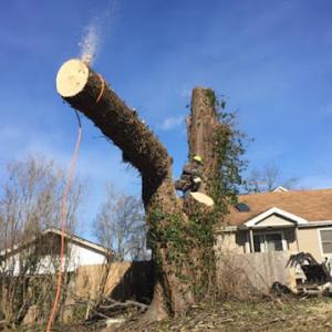 Martinez Tree Service