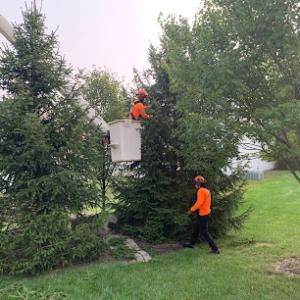 SavATree - Tree Service & Lawn Care