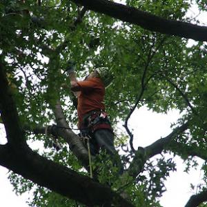 Action Tree Service