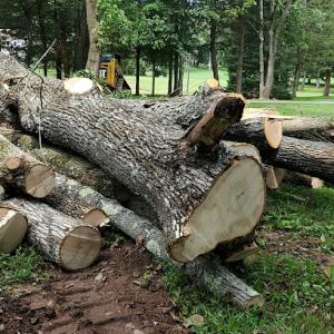 Diego´s Tree Services