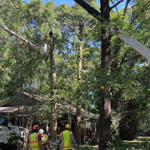 Diversified Tree Company