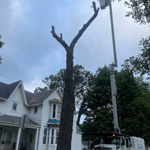 Top To Bottom Tree Service