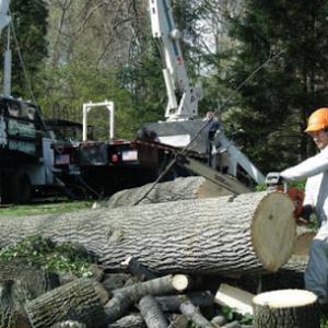 GP Tree Service