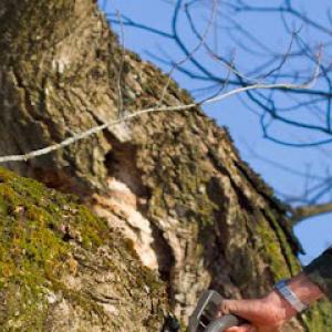 Henriquez Tree Work & Landscaping