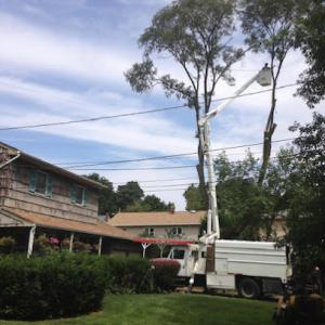 Anycut Tree Services