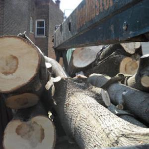 Tree Master Tree Care