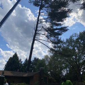 C & R Tree Service - Middletown