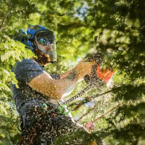Oregon Tree Care