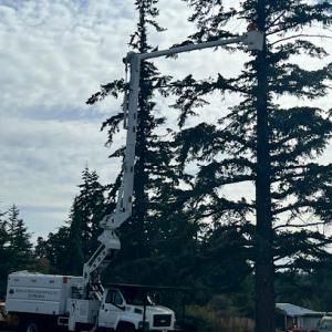 Redman's Tree & Yard Service