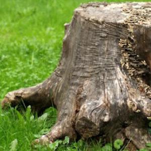 Stump King Stump Removal Service