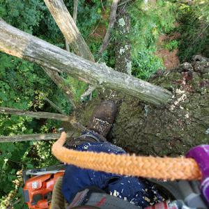 Devaney Tree & Climbing