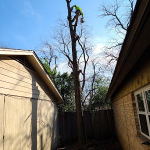 Longhorn Tx Tree Service