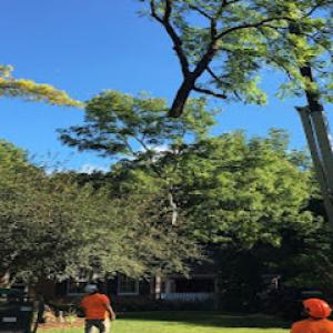 Aikey's Tree Service