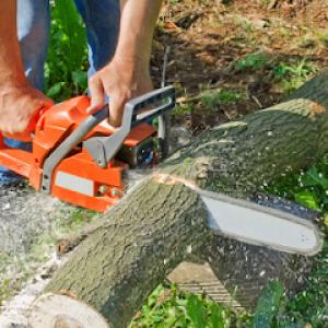 Live Oak Tree Service