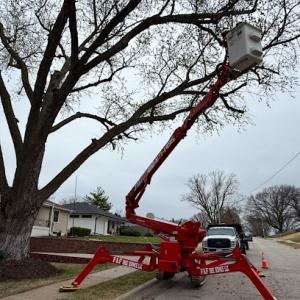 F & F Tree & Landscaping service