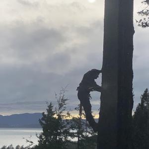 Top Hand Timber & Tree Service