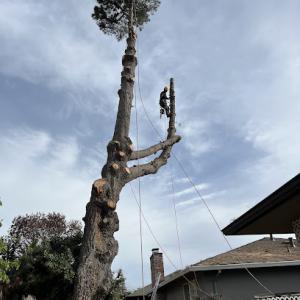 Cabañas Tree Service