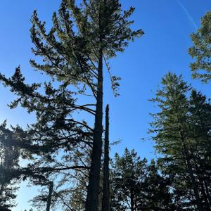 Cavara Tree Services