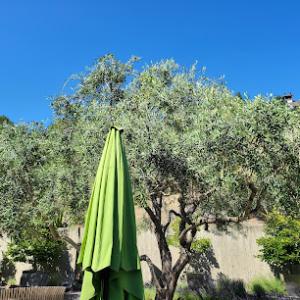 Madriz Tree & Landscape