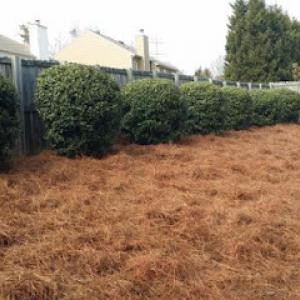 Black Diamond Lawn Service