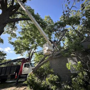Eisenhower Tree Care
