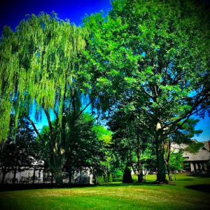 Arntson Thē Arborist