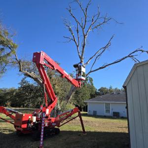 Centex Tree Solutions