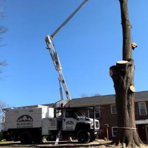 Mike’s The Tree Expert