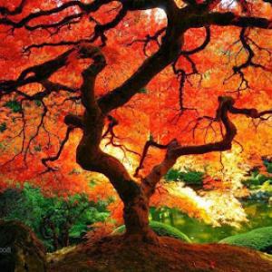 Simply Arbor Tree Care