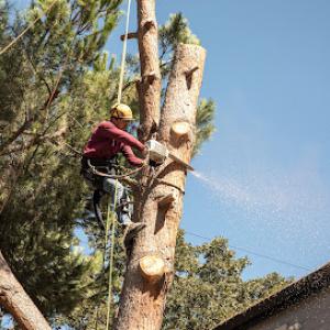 Galindo Tree Care