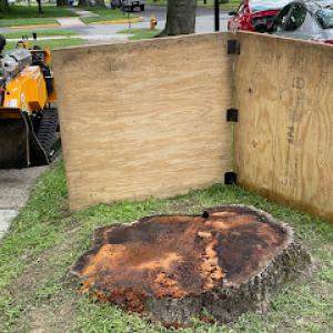 Daily Grind Tree & Stump