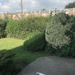 Paul Budget Tree Cutter's