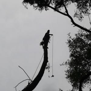 Discount Professional Tree Removal