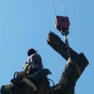 German Tree Service