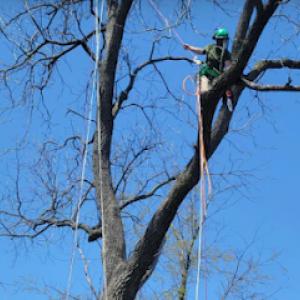 Boscage Tree Service
