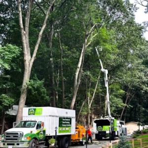 Mejia Tree Service