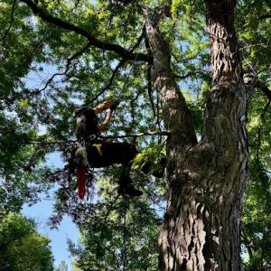 Riley Tree Service