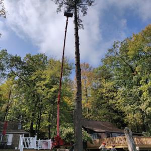 Randav Tree & Landscape