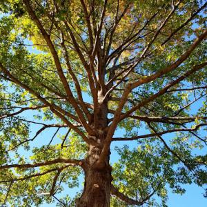 Heartland Tree Service