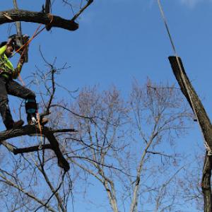 Heaven's Tree Service