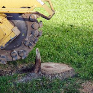 JJ's Professional Tree Service & Stump Removal