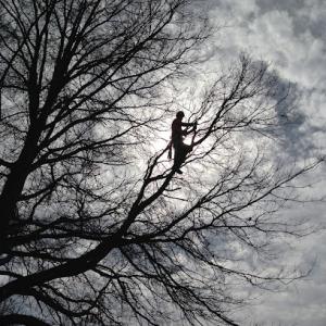 Total Tree Health Care