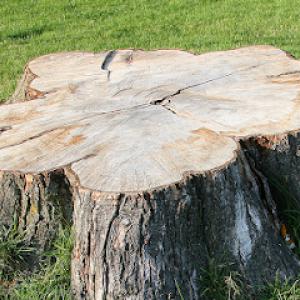 See Clear Tree & Property Services