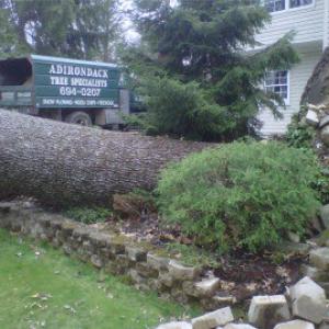 Adirondack Tree Specialists